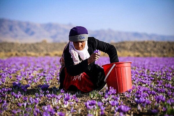 'Iran resumes saffron exports to some destinations'