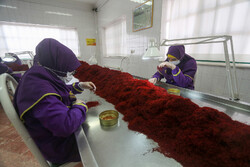 The 'red gold': from harvest to export