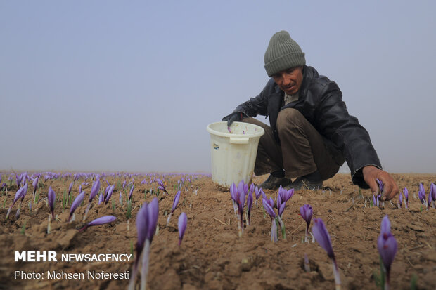 Saffron harvest in Qayen