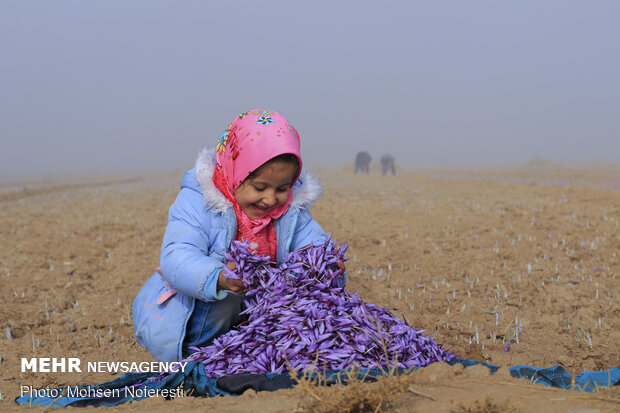 Saffron harvest in Qayen