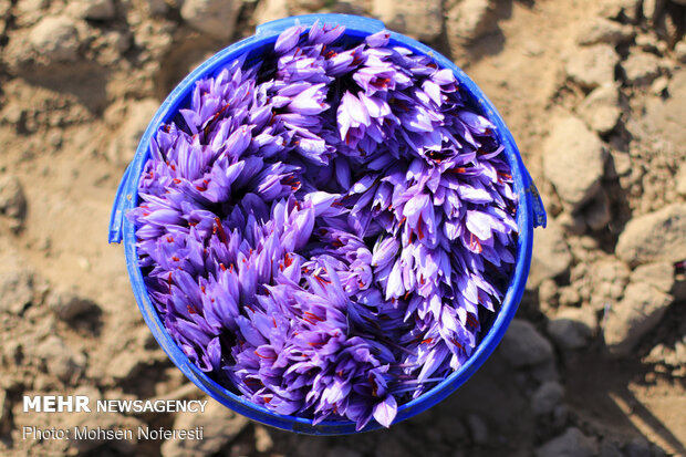 Saffron harvest in Qayen