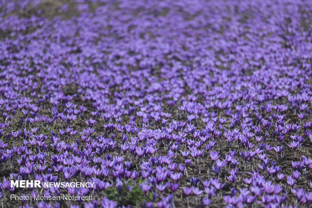 Saffron harvest in Qayen