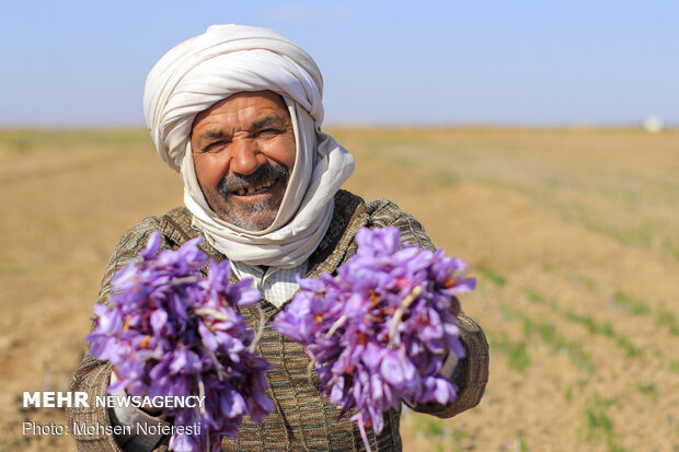 Saffron harvest in Qayen