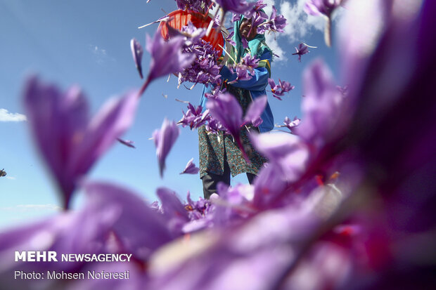 Saffron harvest in Qayen