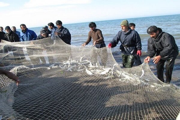 تولید سالانه ۲۵۰ تن انواع ماهی کپور از دریاچه پشت سد حسنلوی نقده