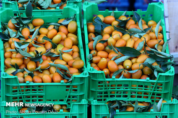 تحقق طرح «هرمحله یک بازار میوه وتره بار» درغربی‌ترین منطقه پایتخت