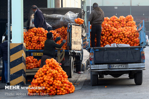 ذخیره ۶۰هزارتن سیب و پرتقال برای شب عید/مشکلی درتنظیم بازارنداریم –  |