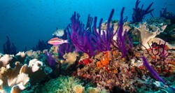 20% of Persian Gulf’s aquatic species to be extinct in 80 years: expert