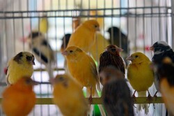 کشف ۱۵۵ پرنده زینتی قاچاق در خرمشهر