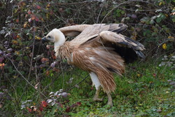 تیمار ۳ گونه پرنده باارزش حفاظتی در اردبیل/ پرنده‌ها رهاسازی شدند