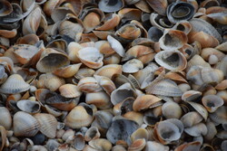 صدف های دریایی جاذبه دیدنی سواحل آستارا