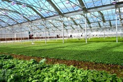 سالانه ۵۰هزار تن محصولات گلخانه‌ای در آذربایجان‎شرقی تولید می‌شود