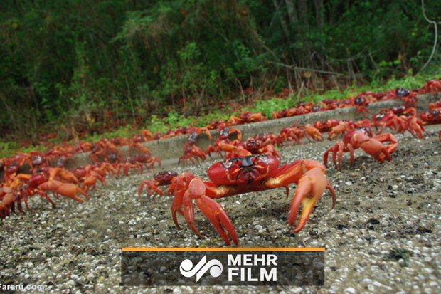 VIDEO: Christmas Island's mass red crab migration