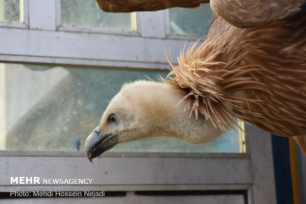 Wild vulture released into Lavandevil Wildlife Refuge