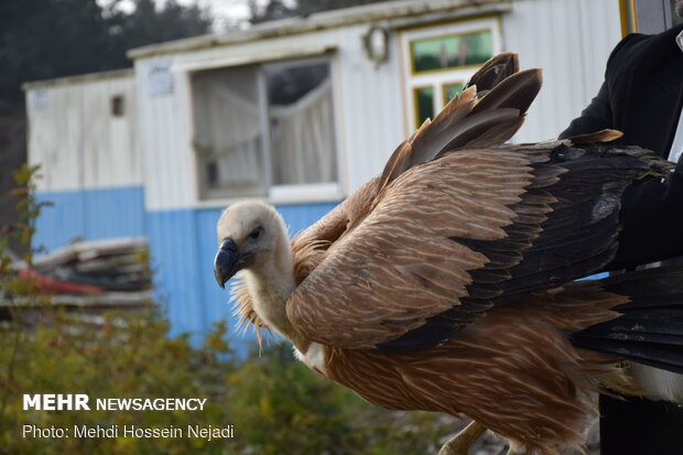 Wild vulture released into Lavandevil Wildlife Refuge