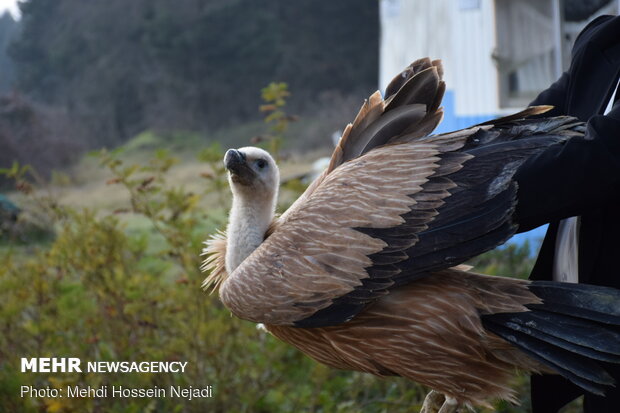 Wild vulture released into Lavandevil Wildlife Refuge