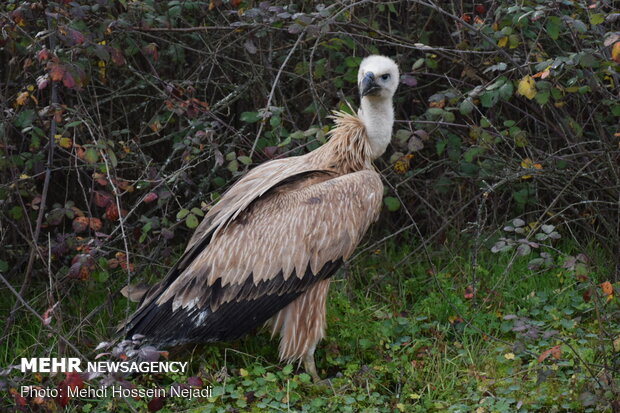 Wild vulture released into Lavandevil Wildlife Refuge