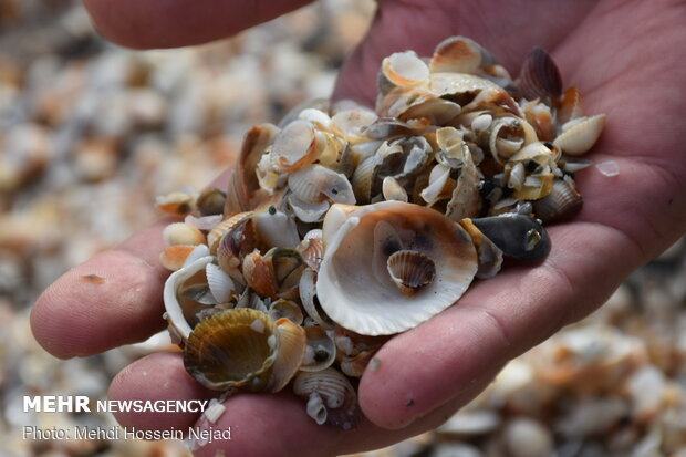 Astara beach covered with seashells