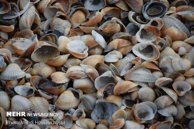 صدف های دریایی جاذبه دیدنی سواحل آستارا
