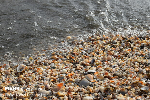 Astara beach covered with seashells