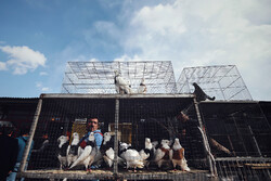 ایجاد بازار پرندگان همدان خرید و فروش بین المللی را تقویت می کند