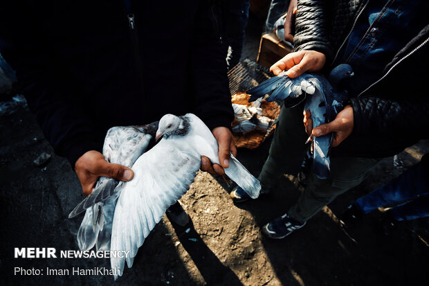 حاشیه بازار پرنده فروشان همدان