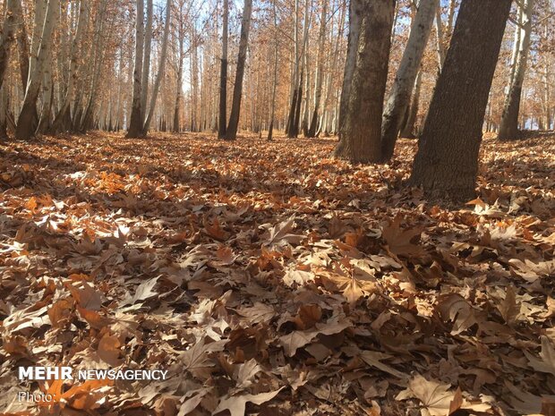 VIDEO: Autumn beauties near Pasargad