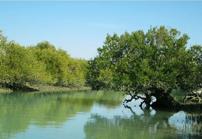 Iran Mangroves