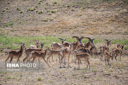 Wild sheep breeding site set up in northwestern Iran