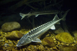 Ban on Caspian sturgeon fishing extended by 2020