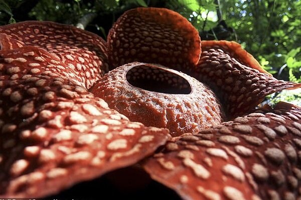 گل ۱۱۷ متری عظیمی در جنگل اندونزی رویید