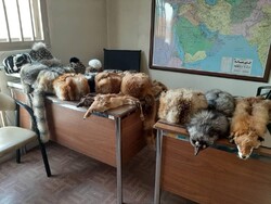 کشف و ضبط محصولات ساخته شده از پوست حیوانات وحشی در تهران 