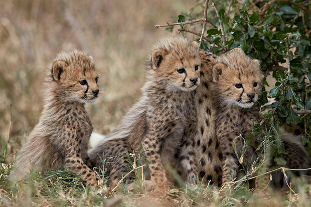 Five Asiatic cheetahs spotted in Turan National Park