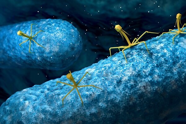 ویروس‌های باکتری خوار جایگزین آنتی بیوتیک می‌شوند