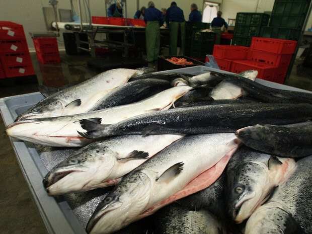 New export destinations open up for Iranian fishery products