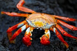 پیدا شدن لاشه ۳۰۰ قطعه خرچنگ در سواحل خلیج فارس