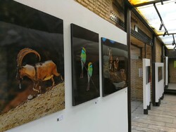 نمایشگاه «مفهوم طبیعت: هنر یک عکاس حیات وحش» آغاز بکار کرد