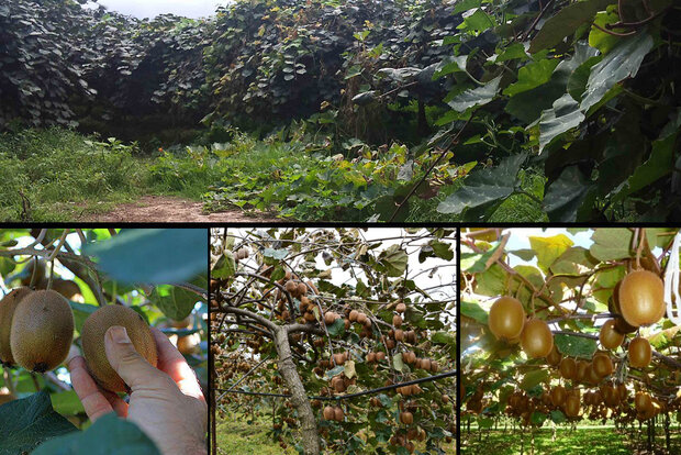 صادرات کیوی برای جلوگیری از صادرات میوه نارس ممنوع شد