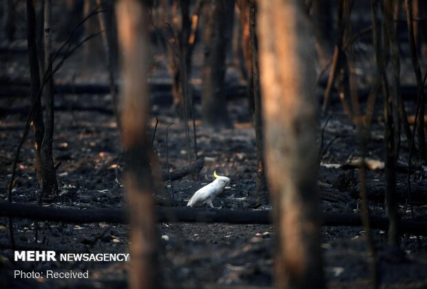 صور مؤلمة للحيوانات في الحرائق الاستراليا 
