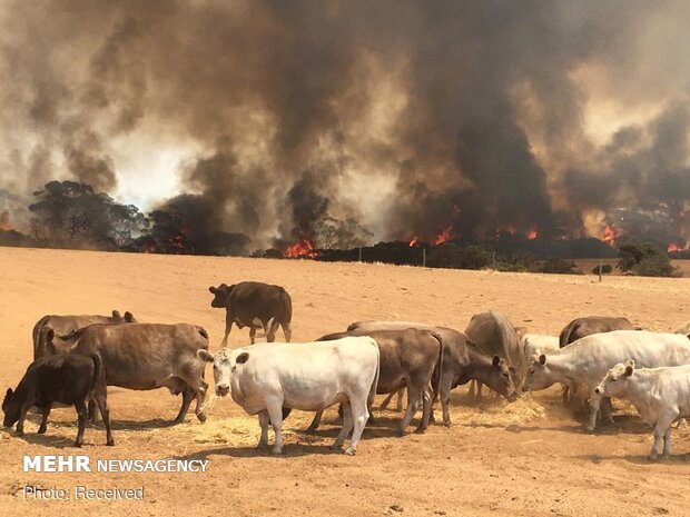 صور مؤلمة للحيوانات في الحرائق الاستراليا 