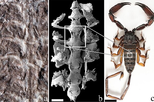 شناسایی فسیل ۴۳۷ میلیون ساله یک عقرب 