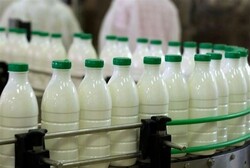 شیرهای تولیدی استان کرمان از سلامت کامل برخوردارند