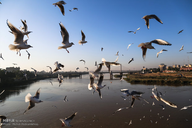 تلفاتی در جمعیت پرندگان مهاجر اردبیل مشاهده نشده است