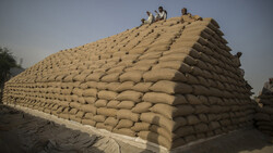 پاکستان با احتکارکنندگان گندم برخورد می‌کند