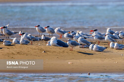 Migratory birds wing their way to southern coasts of Iran