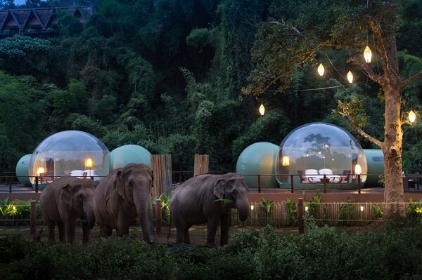 راه اندازی هتل جنگلی حبابی برای همنشینی با فیل‌ها