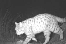 اولین مشاهده گربه وحشی در منطقه حفاظت شده باشگل ثبت شد