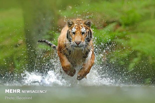 تصاویر جالب از حیوانات در حال حرکت