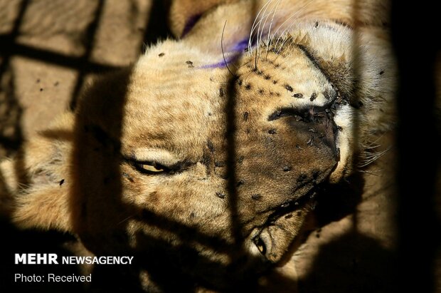 سوء تغذیه شیر‌ها در باغ وحش سودان