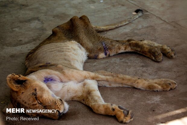 سوء تغذیه شیر‌ها در باغ وحش سودان